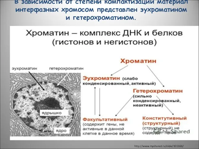 В зависимости от степени компактизации материал интерфазных хромосом представлен эухроматином и гетерохроматином. http://www.myshared.ru/slide/101363/