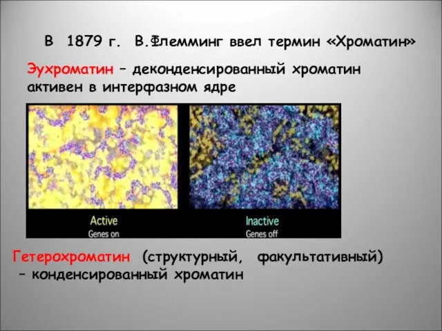 В 1879 г. В.Флемминг ввел термин «Хроматин» Гетерохроматин (структурный, факультативный) –