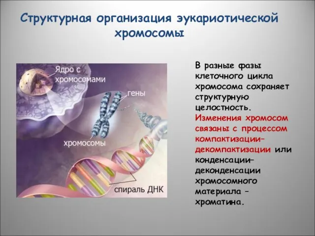 Структурная организация эукариотической хромосомы В разные фазы клеточного цикла хромосома сохраняет