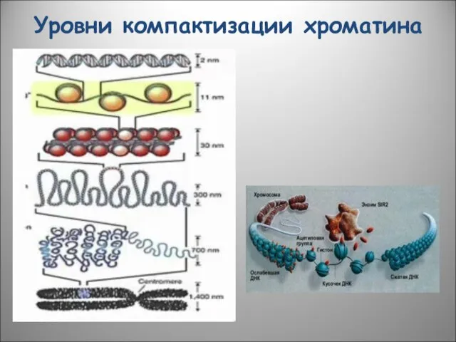 Уровни компактизации хроматина