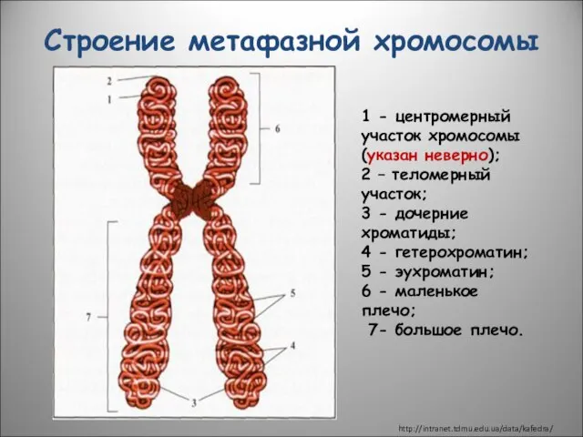 Строение метафазной хромосомы 1 - центромерный участок хромосомы (указан неверно); 2