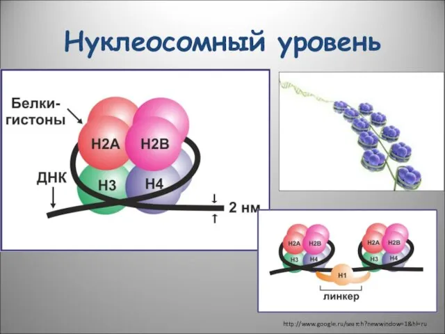 Нуклеосомный уровень http://www.google.ru/search?newwindow=1&hl=ru