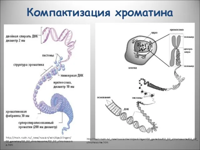 Компактизация хроматина http://main.rudn.ru/_new/russian/win/dpo/clingen/02_genetics/02_02_chromosome/02_02_chromosome.htm http://main.rudn.ru/_new/russian/win/dpo/clingen/02_genetics/02_02_chromosome/02_02_chromosome.htm