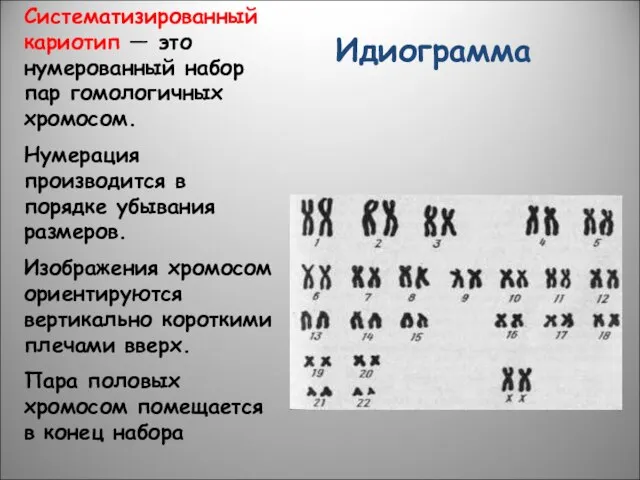 Систематизированный кариотип — это нумерованный набор пар гомологичных хромосом. Нумерация производится