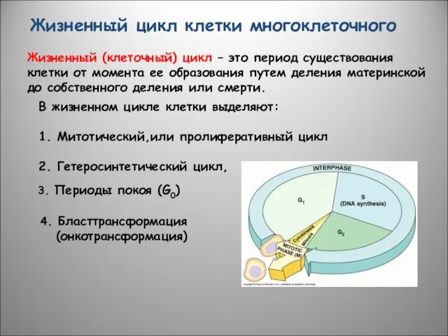 Жизненный (клеточный) цикл – это период существования клетки от момента ее