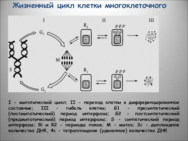 I - митотический цикл; II - переход клетки в дифференцированное состояние;