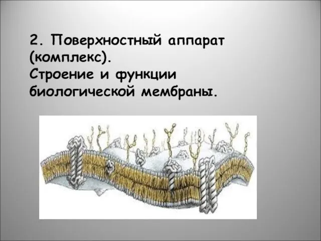 2. Поверхностный аппарат (комплекс). Строение и функции биологической мембраны.