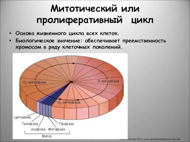 Митотический или пролиферативный цикл Основа жизненного цикла всех клеток. Биологическое значение: