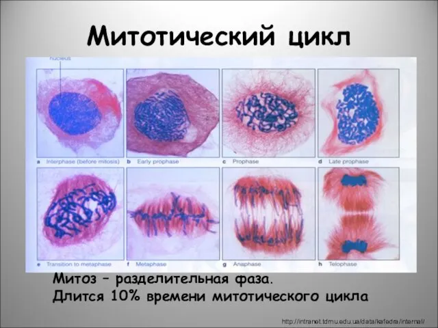 Митотический цикл http://intranet.tdmu.edu.ua/data/kafedra/internal/ Митоз – разделительная фаза. Длится 10% времени митотического цикла