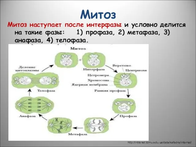 Митоз Митоз наступает после интерфазы и условно делится на такие фазы: