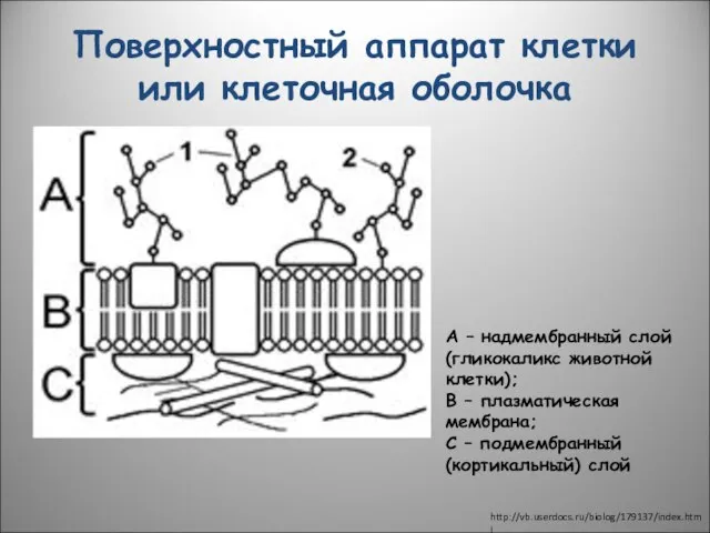 Поверхностный аппарат клетки или клеточная оболочка A – надмембранный слой (гликокаликс