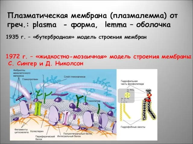 Плазматическая мембрана (плазмалемма) от греч.: plasma - форма, lemma – оболочка