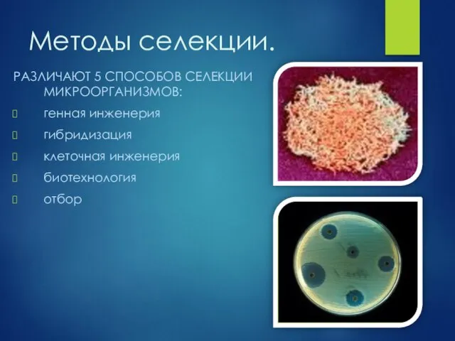 Методы селекции. РАЗЛИЧАЮТ 5 СПОСОБОВ СЕЛЕКЦИИ МИКРООРГАНИЗМОВ: генная инженерия гибридизация клеточная инженерия биотехнология отбор