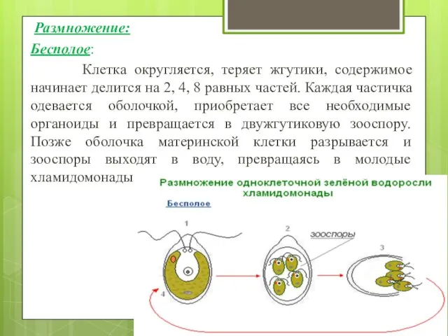 Размножение: Бесполое: Клетка округляется, теряет жгутики, содержимое начинает делится на 2,