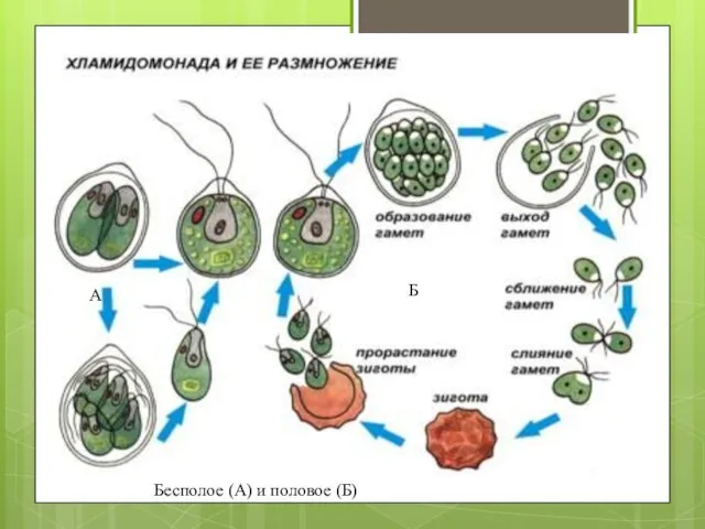 А Б Бесполое (А) и половое (Б)