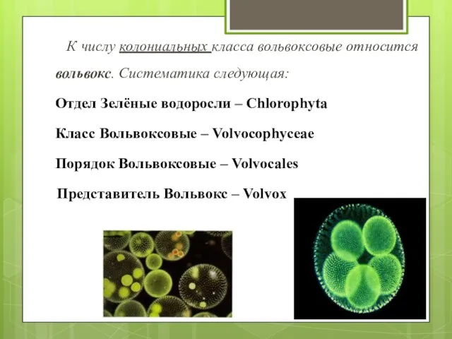 К числу колониальных класса вольвоксовые относится вольвокс. Систематика следующая: Отдел Зелёные