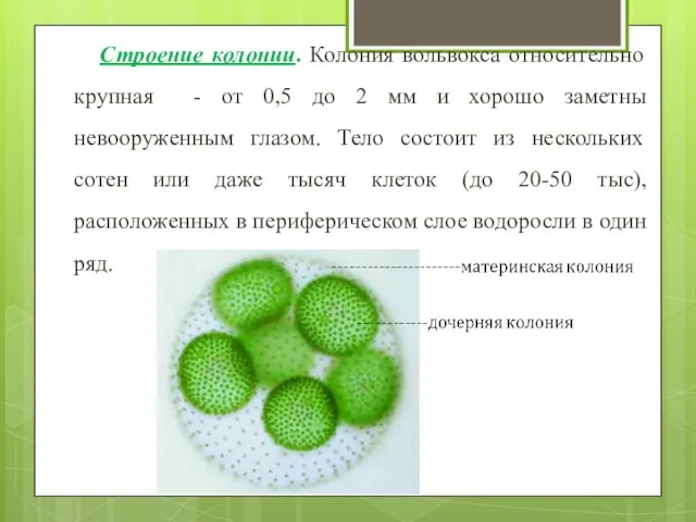 Строение колонии. Колония вольвокса относительно крупная - от 0,5 до 2