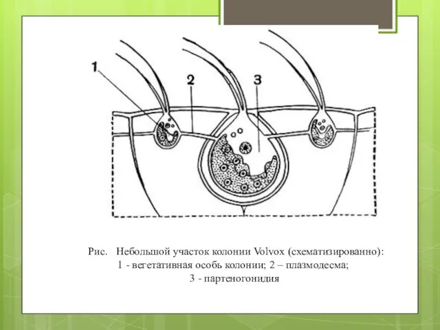 Рис. Небольшой участок колонии Volvox (схематизированно): 1 - вегетативная особь колонии;