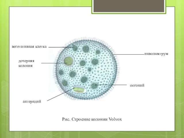Рис. Строение колонии Volvox инволюктрум вегетативная клетка дочерняя колония антеридий оогоний