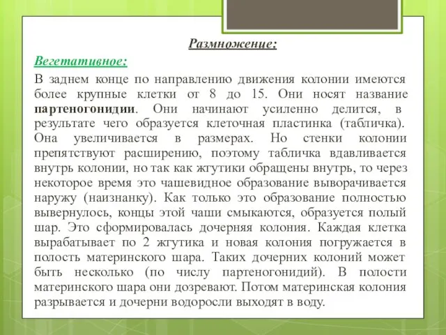 Размножение: Вегетативное: В заднем конце по направлению движения колонии имеются более