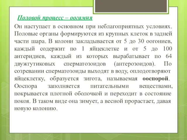 Половой процесс – оогамия Он наступает в основном при неблагоприятных условиях.