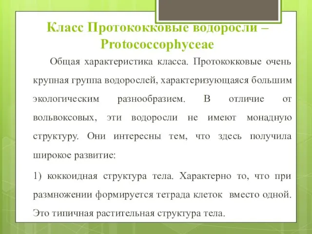 Класс Протококковые водоросли – Protococcophyceae Общая характеристика класса. Протококковые очень крупная