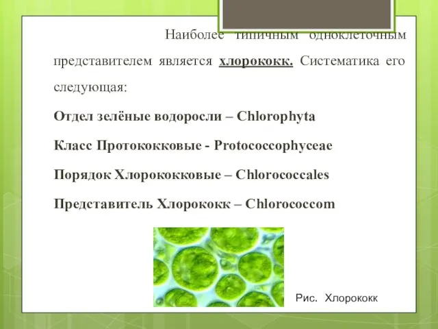 Наиболее типичным одноклеточным представителем является хлорококк. Систематика его следующая: Отдел зелёные