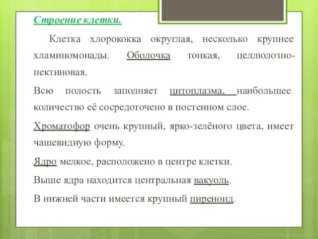 Строение клетки. Клетка хлорококка округлая, несколько крупнее хламиномонады. Оболочка тонкая, целлюлозно-пектиновая.