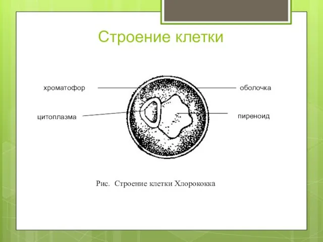 Строение клетки Рис. Строение клетки Хлорококка пиреноид хроматофор оболочка цитоплазма