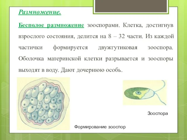 Размножение. Бесполое размножение зооспорами. Клетка, достигнув взрослого состояния, делится на 8