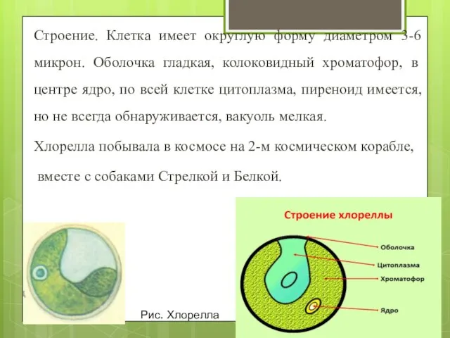 Строение. Клетка имеет округлую форму диаметром 3-6 микрон. Оболочка гладкая, колоковидный