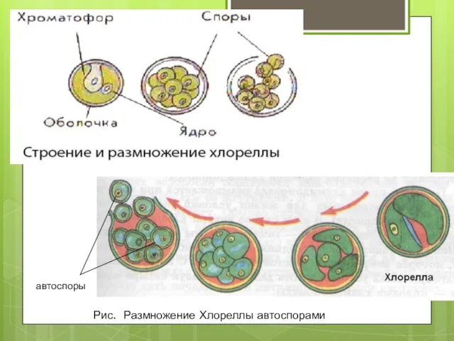 Рис. Размножение Хлореллы автоспорами автоспоры