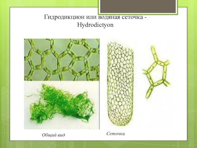 Гидродикцион или водяная сеточка - Hydrodictyon Общий вид Сеточка