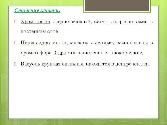 Строение клетки. Хроматофор бледно-зелёный, сетчатый, расположен в постенном слое. Пиреноидов много,