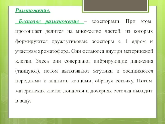 Размножение. Бесполое размножение – зооспорами. При этом протопласт делится на множество