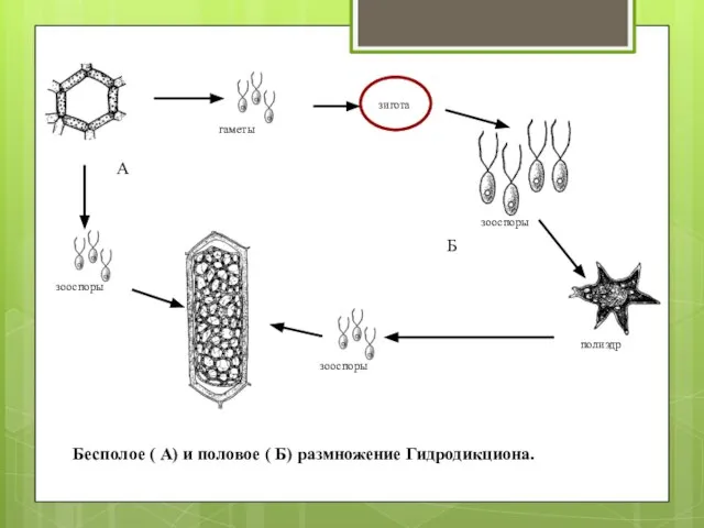 Бесполое ( А) и половое ( Б) размножение Гидродикциона. А Б