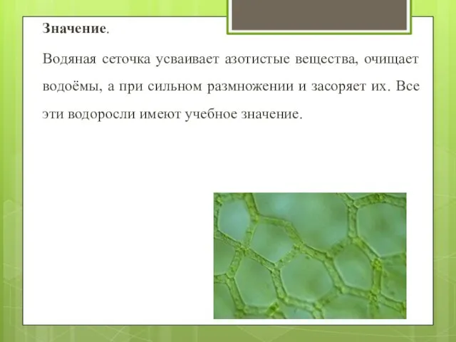 Значение. Водяная сеточка усваивает азотистые вещества, очищает водоёмы, а при сильном