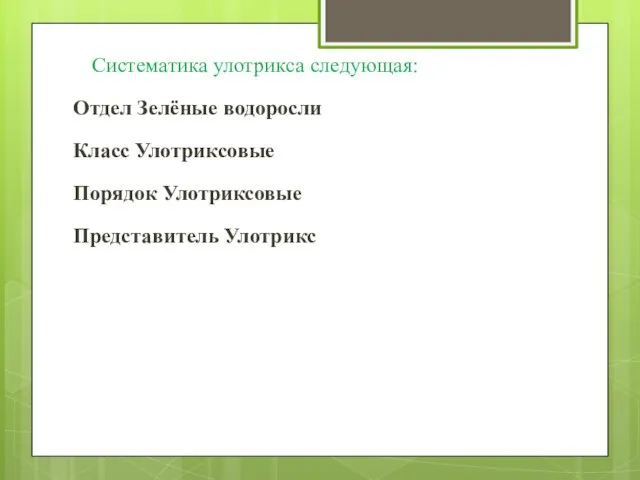 Систематика улотрикса следующая: Отдел Зелёные водоросли Класс Улотриксовые Порядок Улотриксовые Представитель Улотрикс