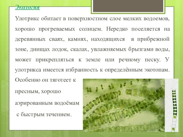 Экология Улотрикс обитает в поверхностном слое мелких водоемов, хорошо прогреваемых солнцем.