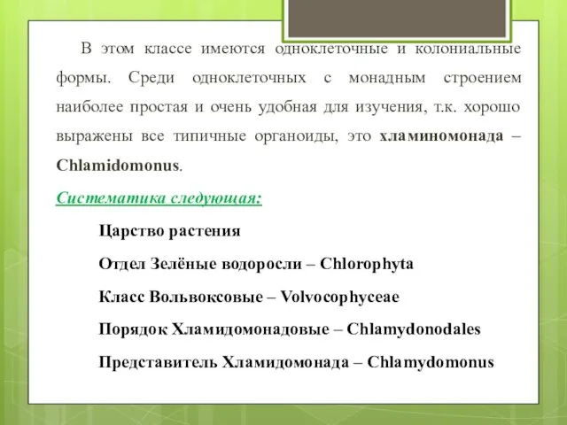 В этом классе имеются одноклеточные и колониальные формы. Среди одноклеточных с