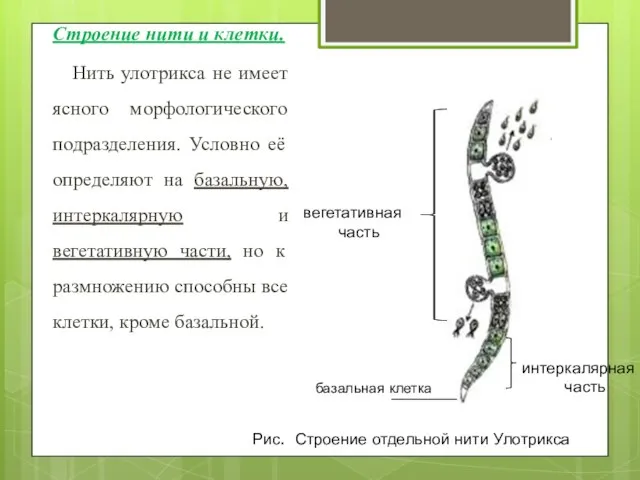 Строение нити и клетки. Нить улотрикса не имеет ясного морфологического подразделения.