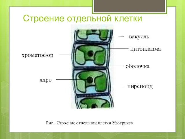 Строение отдельной клетки оболочка цитоплазма хроматофор пиреноид ядро вакуоль Рис. Строение отдельной клетки Улотрикса