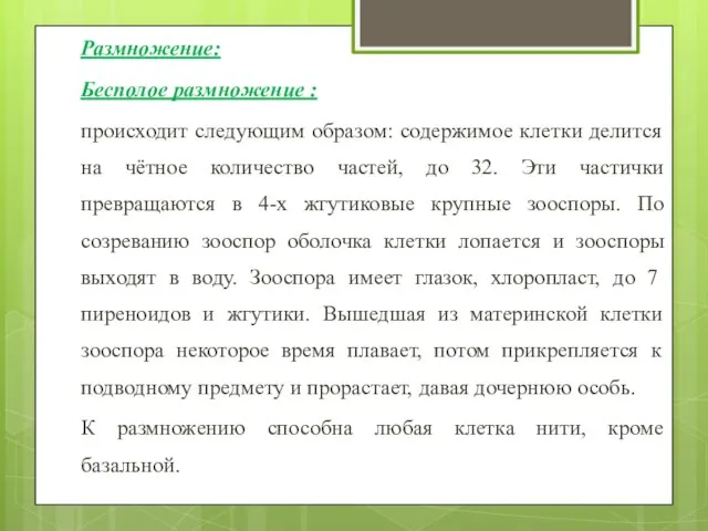 Размножение: Бесполое размножение : происходит следующим образом: содержимое клетки делится на