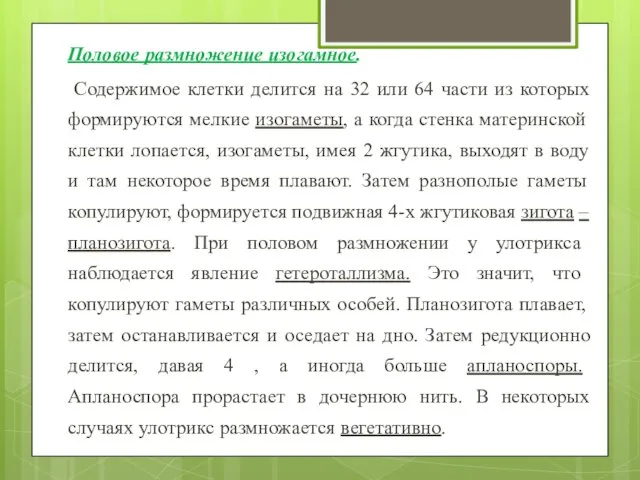 Половое размножение изогамное. Содержимое клетки делится на 32 или 64 части