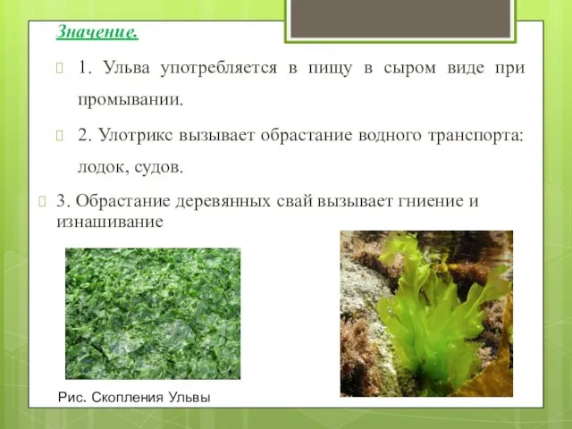 Значение. 1. Ульва употребляется в пищу в сыром виде при промывании.