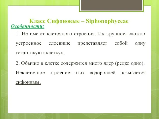 Класс Сифоновые – Siphonophyceae Особенности: 1. Не имеют клеточного строения. Их