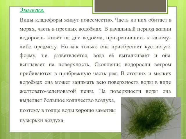 Экология. Виды кладофоры живут повсеместно. Часть из них обитает в морях,