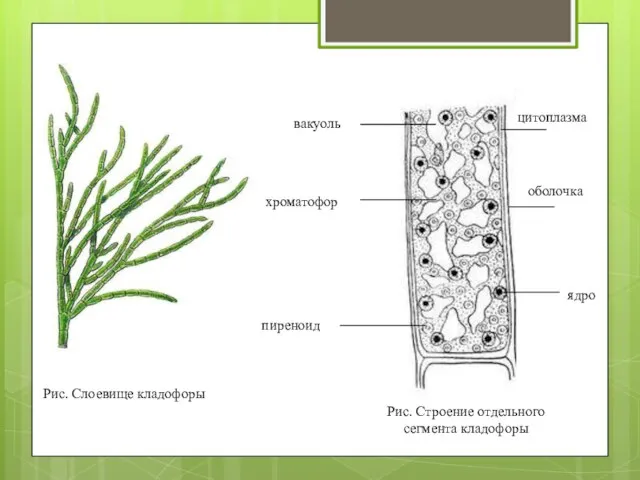 Рис. Слоевище кладофоры оболочка цитоплазма хроматофор пиреноид ядро вакуоль Рис. Строение отдельного сегмента кладофоры