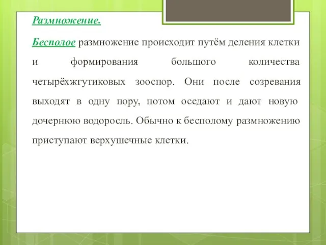 Размножение. Бесполое размножение происходит путём деления клетки и формирования большого количества