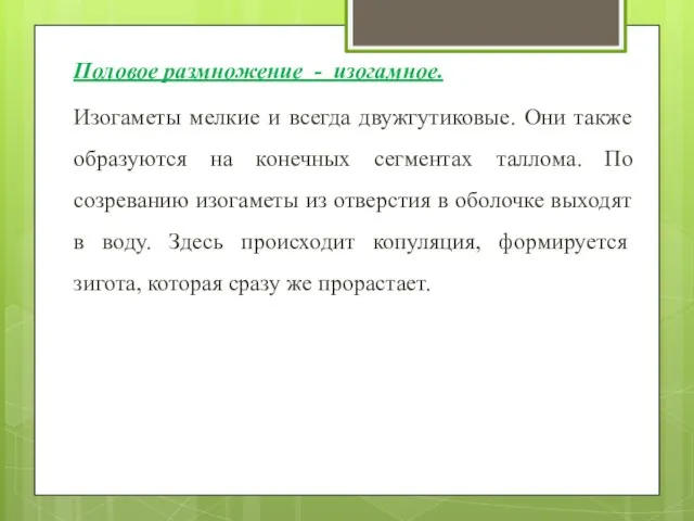 Половое размножение - изогамное. Изогаметы мелкие и всегда двужгутиковые. Они также